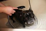 BAIN - BOULEDOGUE FRANCAIS 016